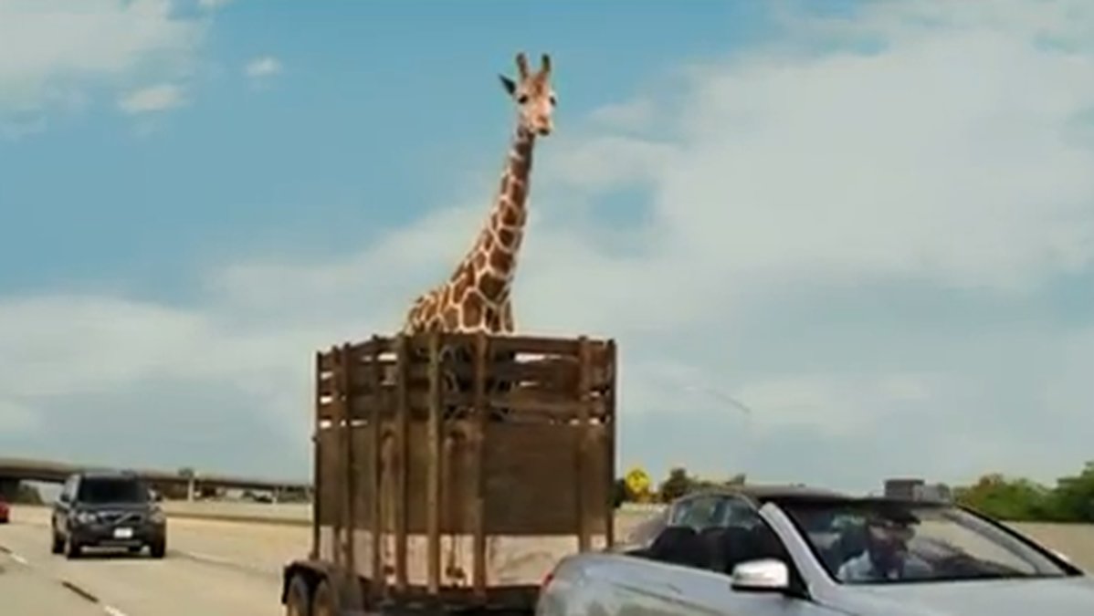 En stackars giraff ser vi i Baksmällan 3. 